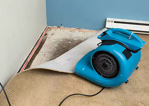 Your Water Damage Experts in Peculiar, MO
