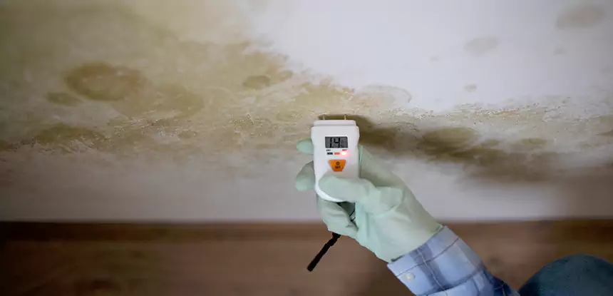 Emergency Mold Remediation in Peculiar